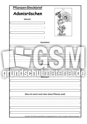 Pflanzensteckbrief-Adonisröschen-SW.pdf